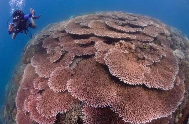 Sapak Bungalow Selong Belanak Dış mekan fotoğraf